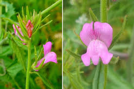 Image result for Misopates