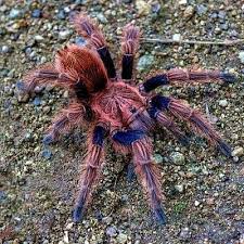 Image result for Bonatea pulchella