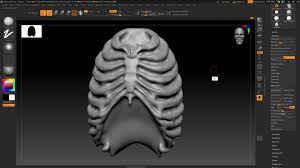 Human rib cage anatomy 3d model. Artstation Rib Cage Anatomy Study Jayant Sarkar