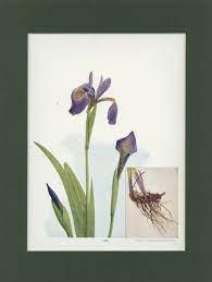 This Item Is Unavailable Etsy Antique Illustration Iris Flowers Prints