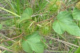 That doesn't happen he same way with the cookies. Passiflora Foetida