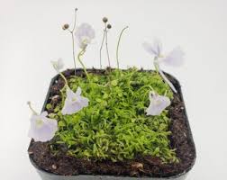 Image result for Utricularia simulans