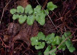 Image result for Lygodium microphyllum