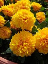 Tickseed Golden Sphere Coreopsis Grandiflora New Variety For 2014 Double Golden Yellow Flowers That Bloom All S Perennials Yellow Flowers Planting Flowers