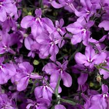 Image result for Lobelia thermalis