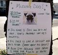 Image result for lost dog signs