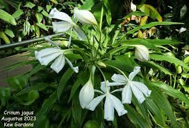 Image result for Crinum jagus