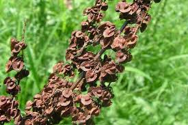 Image result for Rumex crispus