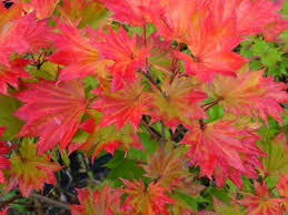 We did not find results for: Acer Aureum 19cm Pot Bright Yellow Leaf Dwarf Maple Garden Or Pots 35 99 Broadway Road Nurseries