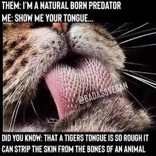 You Know I Had To Do It To Em Short You Know Us Humans And Our Sharp Teeth Fierce Claws And Oh Let S Not Forget Our Skin Tearing Tongue If You Ve Received Sharp Teeth Tiger Tongue Teeth