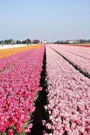 Keukenhof Gardens The Netherlands Photo Chef Gaby Via Tulip Fields Beautiful Places Beautiful Flowers