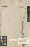 Image result for Spermacoce natalensis