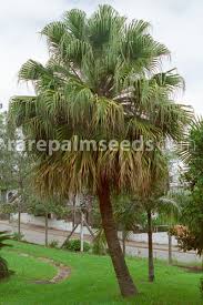 Image result for Livistona chinensis