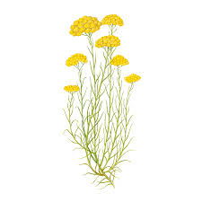 Image result for Helichrysum