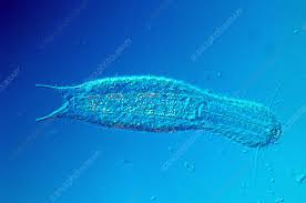 Image result for Lepidotrichilia