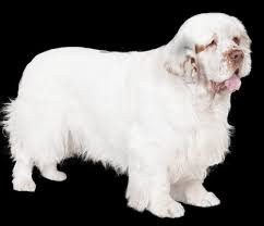 Image result for clumber španěl lov