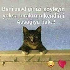 Yasamin Saban Adli Kullanicinin Mavi Panosundaki Pin Hayvanlar Komik Kedi
