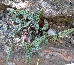 Image result for Ledebouria Unidentified sp. no4.