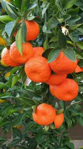 Here you can explore hq tangerine tree transparent illustrations, icons and clipart with filter setting polish your personal project or design with these tangerine tree transparent png images, make it. Mandarinas Perfectas Adornar Muertos Flores Altar Unas Para Con As El Demandarinas Unas Asi Perf Fruit Tree Garden Tangerines Fruit Fruit Garden
