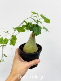 Image result for Oxyanthus goetzei