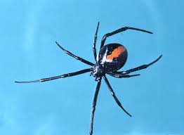 This opens in a new window. Redback Spider The Australian Museum