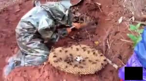 Presque parfait le frelon asiatique attaque. Le Plus Gros Nid De Frelons Asiatique Au Monde Youtube