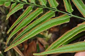 Image result for Lindsaea ensifolia