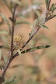 Image result for Dicoma