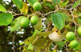Setidaknya, khasiat buah bidara ini sudah dipercaya dan digunakan selama 2500 tahun. Bidara Manfaat Efek Samping Dan Cara Penggunaan Idn Medis