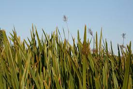 Image result for Scleria poiformis