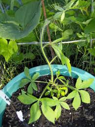 Image result for Merremia aegyptia