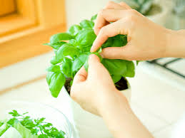 Hasil gambar untuk daun kemangi