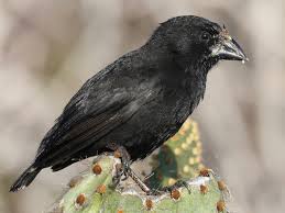 It is endemic to the galapagos islands. Photos Genovesa Cactus Finch Geospiza Propinqua Birds Of The World