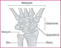 Image result for Normal Anatomic Position of the Hand and Wrist