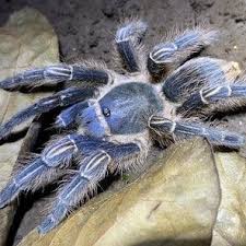 Image result for Aneilema spekei