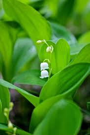 flower おしゃれまとめの人気アイデア pinterest yuu すずらん