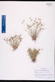 Image result for Bulbostylis megastachys