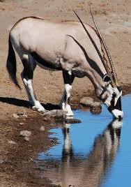 Saparevo Animals Beautiful African Animals Animals Wild