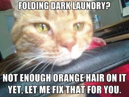Squeaky Clean Jokes Straight From The Laundry Room Funny Cat Pictures Funny Cats Funny Animal Pictures
