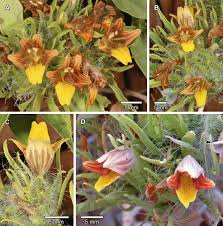 Image result for Barleria saxatilis