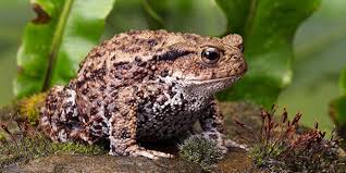 Toads National Wildlife Federation