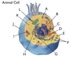 We did not find results for: Cell Structure Advanced Flashcards Quizlet
