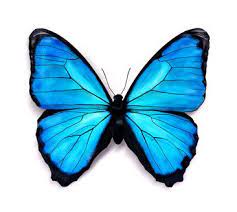 Their wings alone hold a certain pattern that once mastered, it's very easy would you like some help on learning how to draw a butterfly step by step? How To Draw Butterflies Butterfly Watercolor Blue Butterfly Tattoo Butterfly Drawing