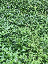 People interested in ground cover weeds also searched for. What Kind Of Ground Cover Is This And How Do I Stop Weeds From Infiltrating It The Weeds Are Easy Enough To Yank Out But It Takes Forever Horticulture