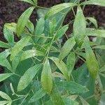 Image result for Toddalia simplicifolia