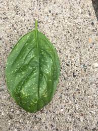 With heavy whitefly feeding, plants will quickly become extremely weak and may be unable check the undersides of leaves—especially around the veins—for white insects, even if they aren't immediately visible, and. Basil Leaf Discoloration 417048 Ask Extension