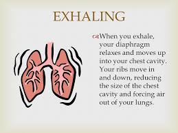 What to do if you have trapped air in your chest? Chapter 15 Lesson 4 Pages Analyze The Interdependence Existing Among The Body System Pennsylvania State Standard Ppt Download
