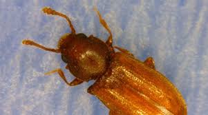 Basement Black Beetle Bug In House Foreign Grain Beetle A K A New House Bug Nebraska Extension In Lancaster County