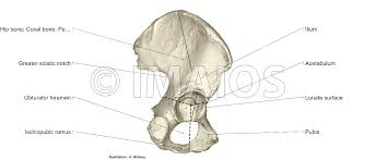 Bone diagram barca fontanacountryinn com. Anatomy Of Lower Extremity