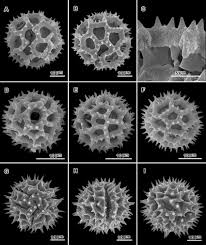 Image result for Bothriocline longipes